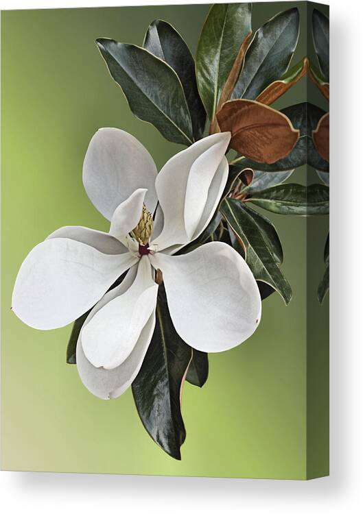Magnolia Canvas Print featuring the photograph Magnolia Blossom #2 by Kristin Elmquist