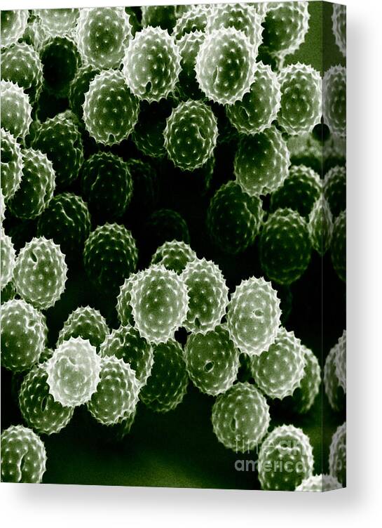 Allergen Canvas Print featuring the photograph Ragweed Pollen Sem by David M. Phillips / The Population Council
