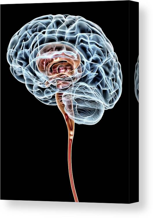 Brain Canvas Print featuring the photograph Brain #21 by Pasieka