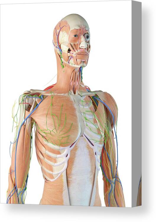 Artwork Canvas Print featuring the photograph Human Anatomy #27 by Sciepro