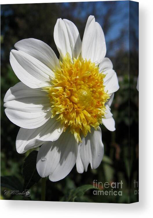 Mccombie Canvas Print featuring the photograph Dahlia named Platinum Blonde #3 by J McCombie