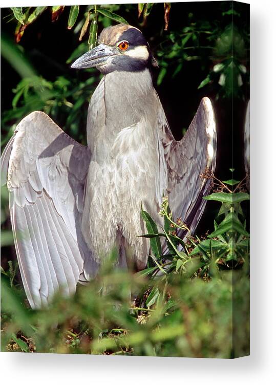 Nature Canvas Print featuring the photograph Yellow Crowned Night Heron #33 by Millard H. Sharp
