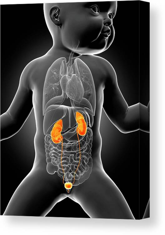 Artwork Canvas Print featuring the photograph Baby's Urinary System #4 by Sebastian Kaulitzki