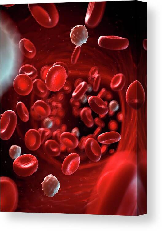 Artwork Canvas Print featuring the photograph Red And White Blood Cells #4 by Sebastian Kaulitzki