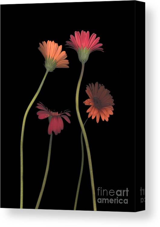 Black Canvas Print featuring the photograph 4Daisies on Stems by Heather Kirk
