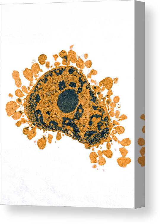 Color Canvas Print featuring the photograph Apoptosis, Human Lymphocyte, Tem #5 by David M. Phillips