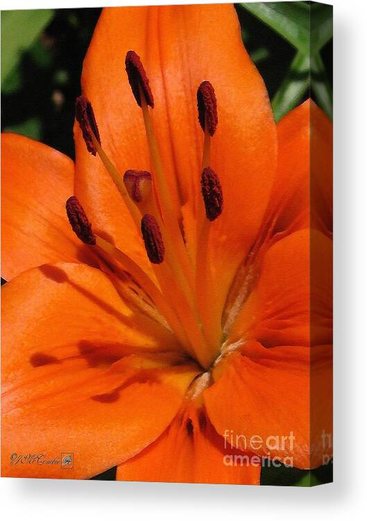 Asiatic Lily Canvas Print featuring the painting Asiatic Lily named Brunello #5 by J McCombie