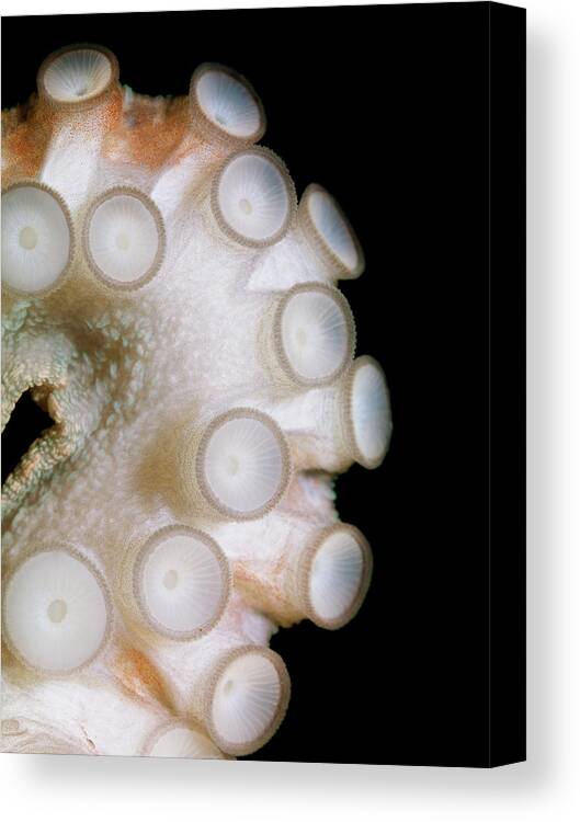 Copenhagen Canvas Print featuring the photograph Common Octopus, Octopus Vulgaris #5 by Henrik Sorensen