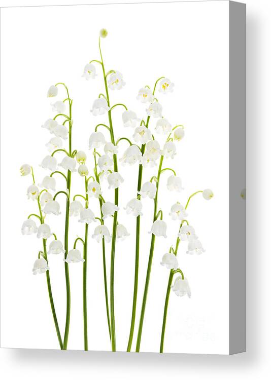 Flower Canvas Print featuring the photograph Lily-of-the-valley flowers arrangement by Elena Elisseeva