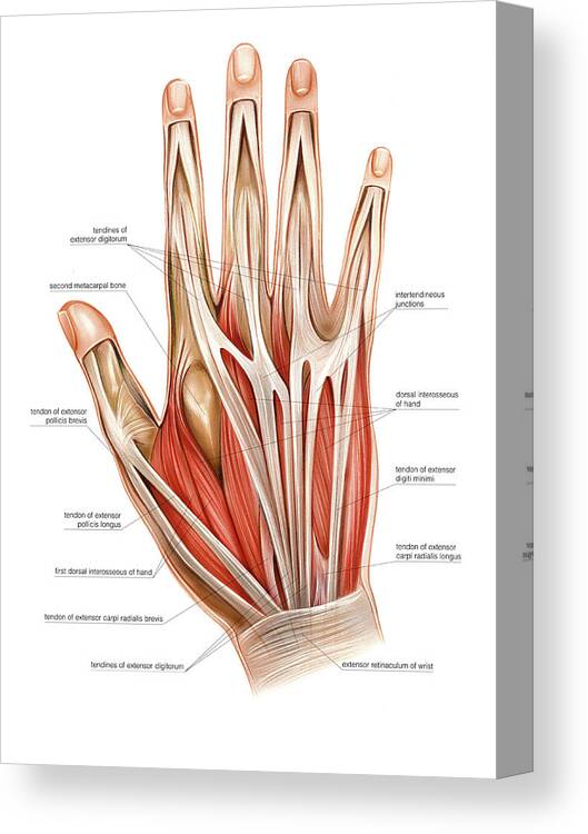 Muscles Of The Hand #6 Canvas Print / Canvas Art by Asklepios Medical Atlas  - Science Photo Gallery