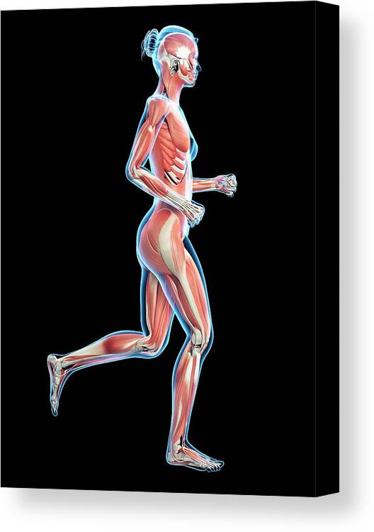 Artwork Canvas Print featuring the photograph Muscular System Of Runner #7 by Sebastian Kaulitzki
