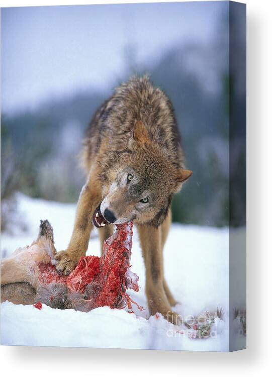 Gray Wolf Canvas Print featuring the photograph Timber Wolf #8 by Hans Reinhard