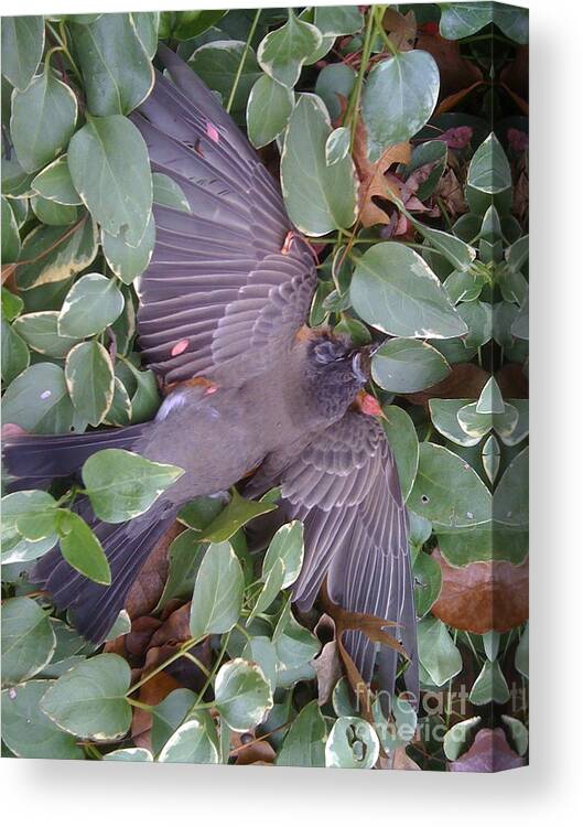 Bird Canvas Print featuring the photograph A Beautiful Spirit by Barbara Plattenburg