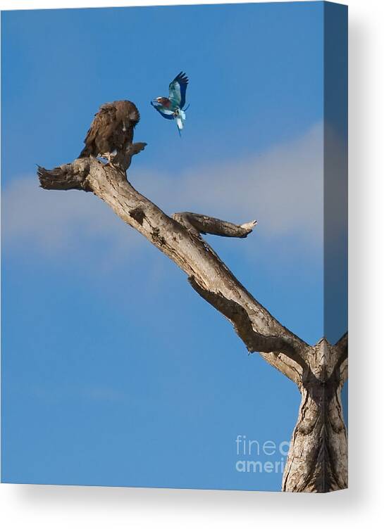 Coracias Caudatus Canvas Print featuring the photograph A Confrontation by J L Woody Wooden