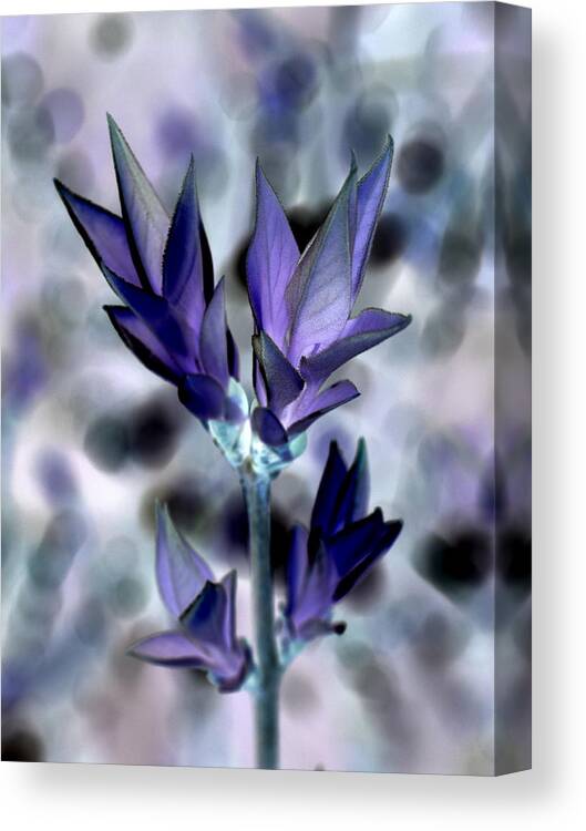 Illusion Canvas Print featuring the photograph A Dream of Spring by Bishopston Fine Art