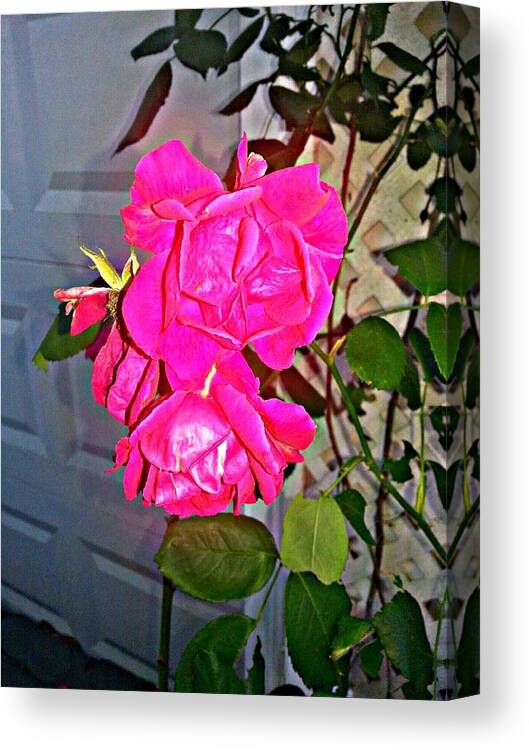 Rose Canvas Print featuring the photograph A Rose from The Garden of Love by Joetta Beauford