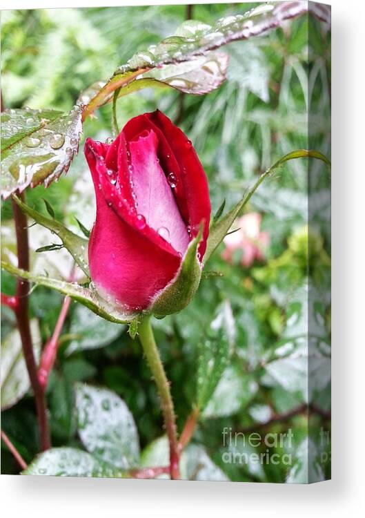 Rose Canvas Print featuring the photograph A Rose by Heather L Wright