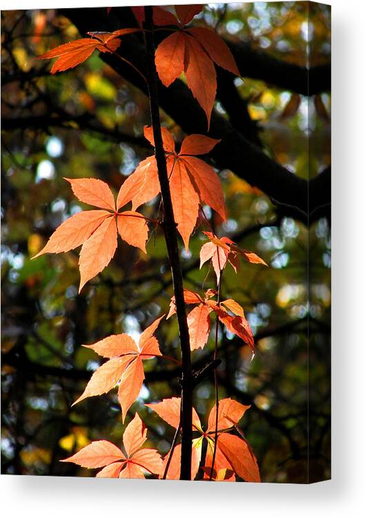 Autumn Leaves Canvas Print featuring the photograph A Strand of Leaves I by Kimberly Mackowski