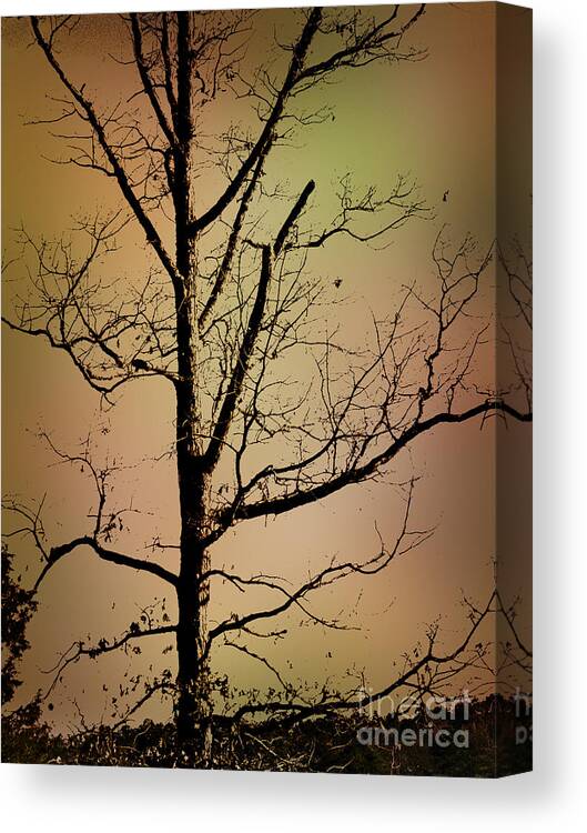 Wooden Canvas Print featuring the photograph A Tree By The Lake by Dawn Gari