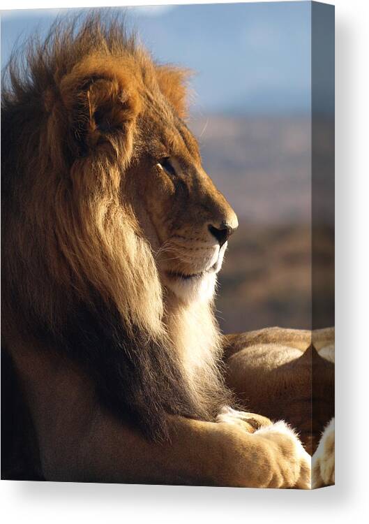 Peterson Nature Photography Canvas Print featuring the photograph African Lion by James Peterson