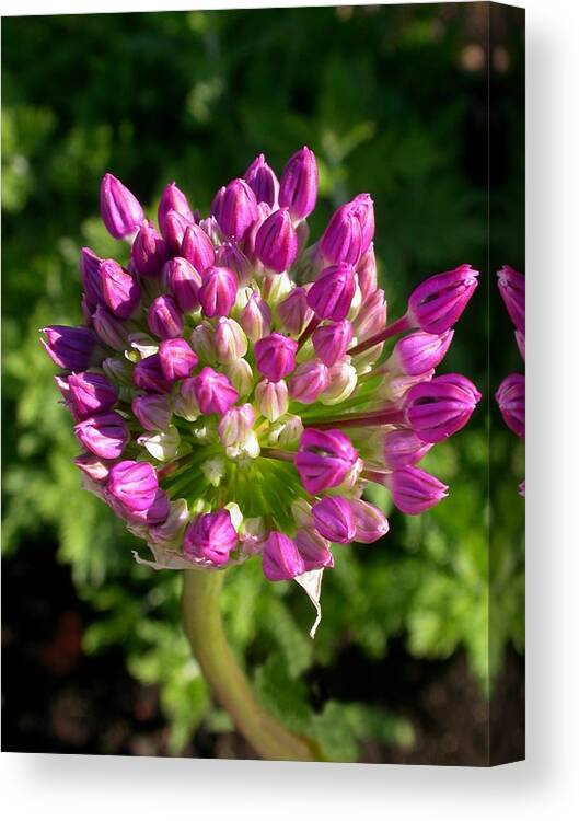 Allium Bud Card Canvas Print featuring the photograph Allium by Cynthia Wallentine