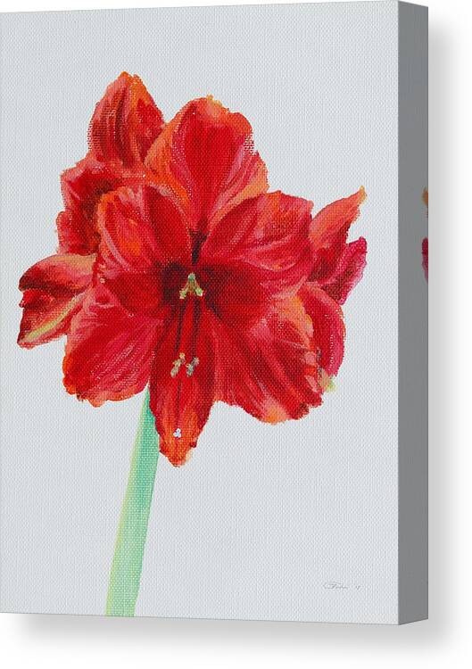 Red Canvas Print featuring the painting Amaryllis by Michele Myers