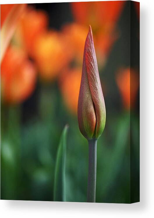 Tulip Canvas Print featuring the photograph An Elegant Beginning by Rona Black