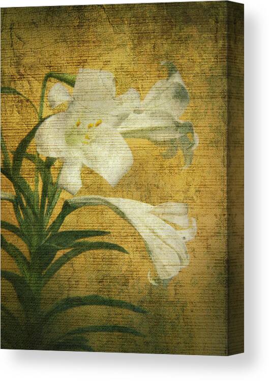 Antique Easter Lily - Maria Holmes Canvas Print featuring the photograph Antique Easter Lily by Maria Holmes
