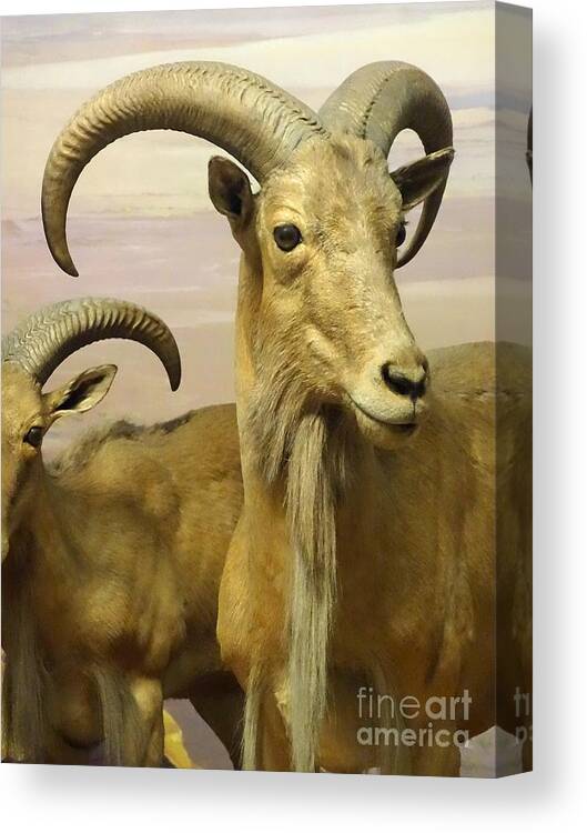 Aoudad Canvas Print featuring the photograph Aoudad by Cindy Manero
