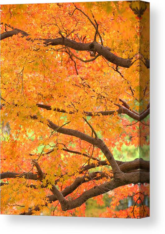 Autumn Canvas Print featuring the photograph Autumn Leaves by Yuka Kato