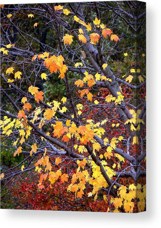 Trees Canvas Print featuring the photograph Autumn Moods 20 by Rodney Lee Williams