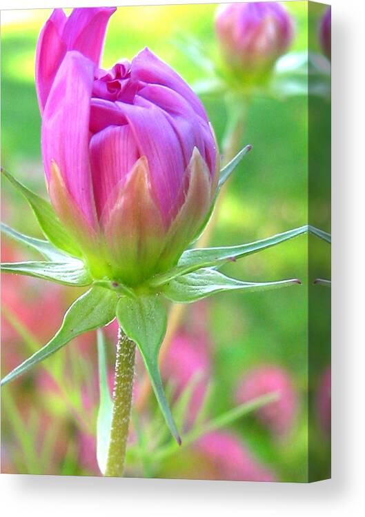 Awakening Canvas Print featuring the photograph Awakening by Tracy Male