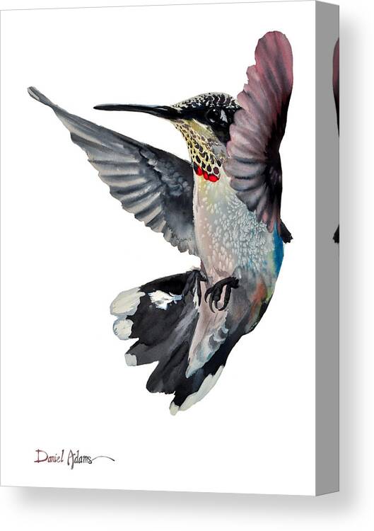 Hummingbird Canvas Print featuring the painting Backstroke by Daniel Adams by Daniel Adams