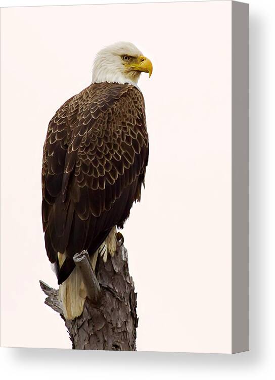 Bald Eagle Canvas Print featuring the photograph Bald Eagle on a Snag by John Vose