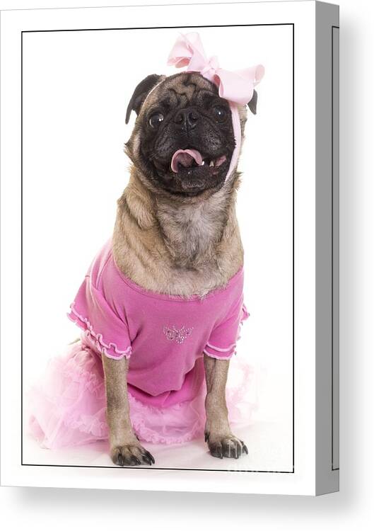 Clothes Canvas Print featuring the photograph Ballerina Pug Dog by Edward Fielding