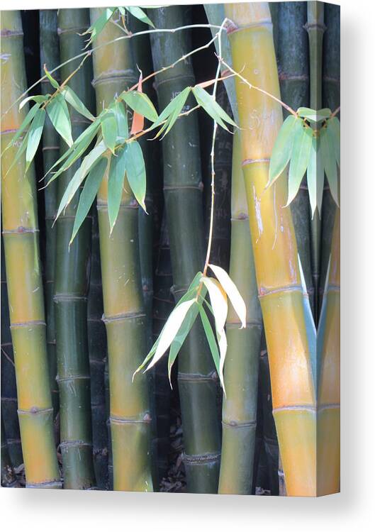 Bamboo Canvas Print featuring the photograph Bamboo Crowd by Dody Rogers