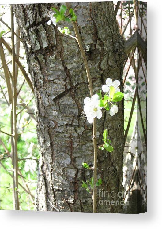 Tree Canvas Print featuring the photograph Bark and Blossoms by Laura Hamill