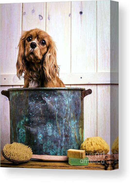 Max Dog King Charles Spaniel Pet Bath Time Sad Pet Cute Puppy Canvas Print featuring the photograph Bath Time - King Charles Spaniel by Edward Fielding