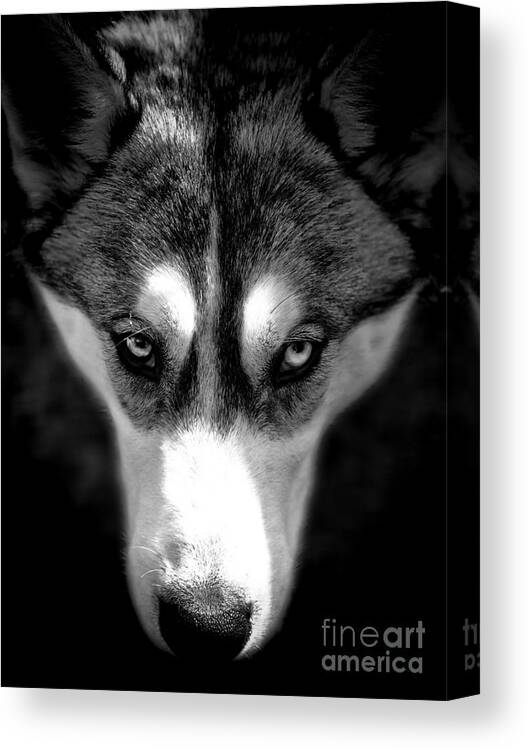 Husky Canvas Print featuring the photograph Beautiful Husky by Karen Lewis