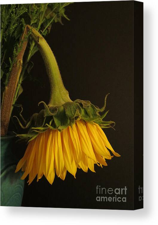 Sunflower Canvas Print featuring the photograph Beauty Bows by Ann Horn