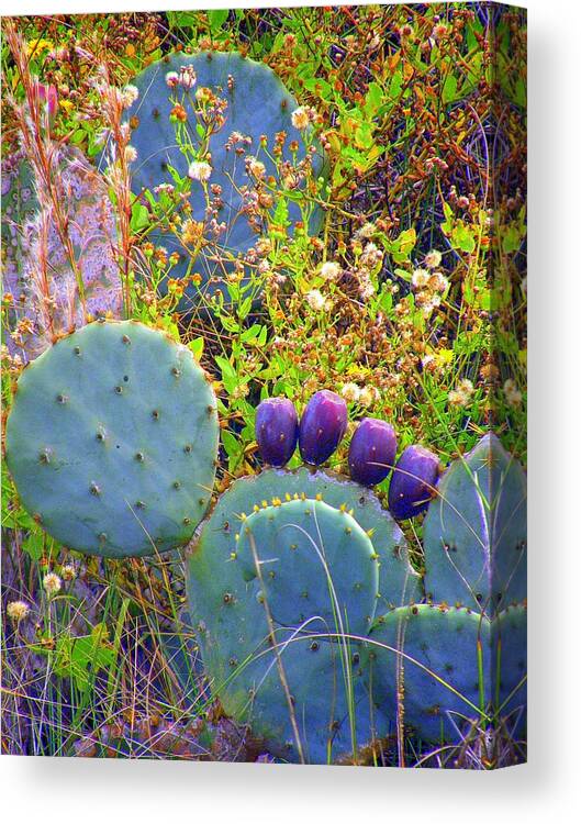 Cactus Canvas Print featuring the photograph Beavertail Cactus by Antonia Citrino