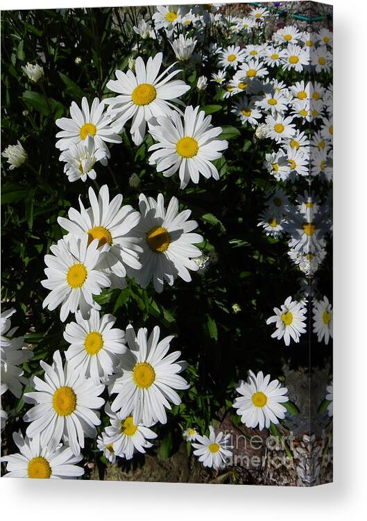 Daisy Canvas Print featuring the photograph Bed of Daisies by KD Johnson