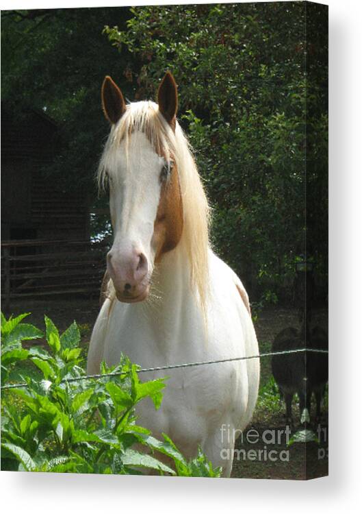 Horse Canvas Print featuring the photograph Beedahbeen by Wendy Coulson
