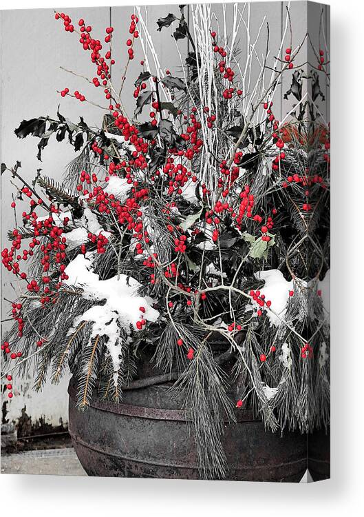 Red Berries Canvas Print featuring the photograph Berries and Pines in Old Metal Pot by Janice Drew