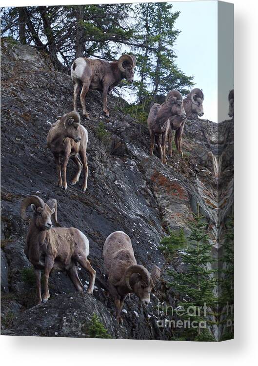 Bighorn Sheep Canvas Print featuring the photograph Bighorn Sheep - Rocky Mountains by Phil Banks