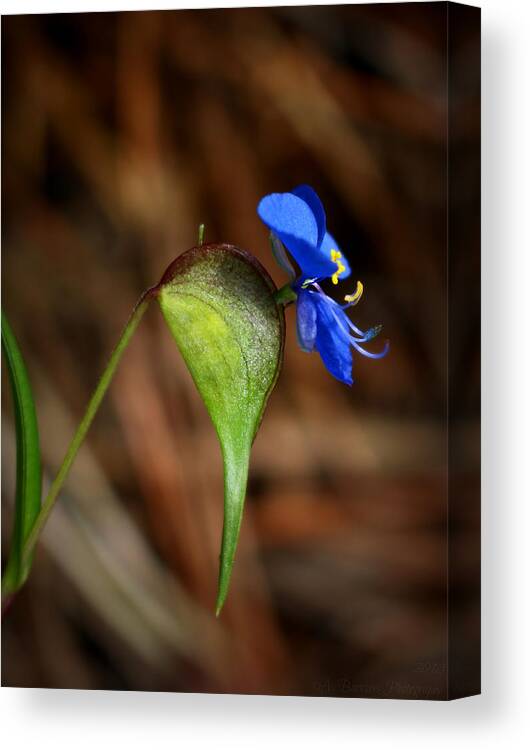 Commelina Dianthifolia Canvas Print featuring the photograph Bird-Bill Dayflower Side View by Aaron Burrows