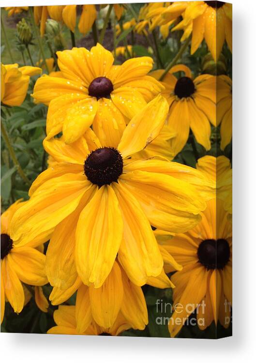 Flowers Canvas Print featuring the photograph Black Eyed Susans by Barbara Von Pagel
