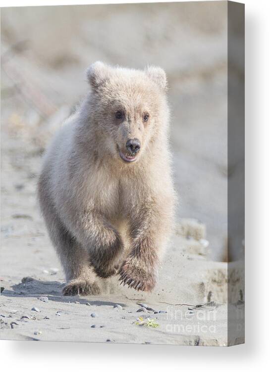 Grizzly Bear Canvas Print featuring the photograph Blondes Have More Fun by Chris Scroggins