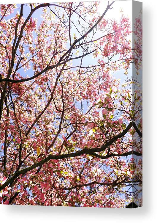 Flowers Canvas Print featuring the photograph Blossoming Pink by Robyn King
