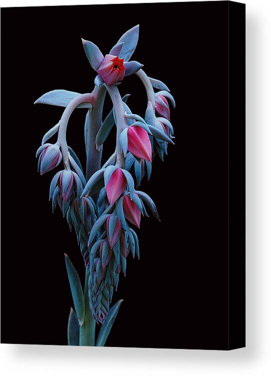 Succulent Canvas Print featuring the photograph Blue and Pink Succulent by Robert Woodward